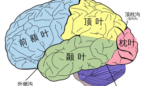 怀孕三个月了营养食谱大全网—知名的怀孕三个月后的食谱网站,分享怀孕三个月饮食食谱大全知识