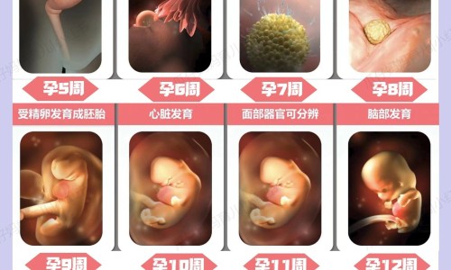 怀孕三个月最适合吃的营养品-怀孕三个月了营养食谱大全网—知名的怀孕三个月后的食谱网站,分享怀孕三个月饮食食谱大全知识